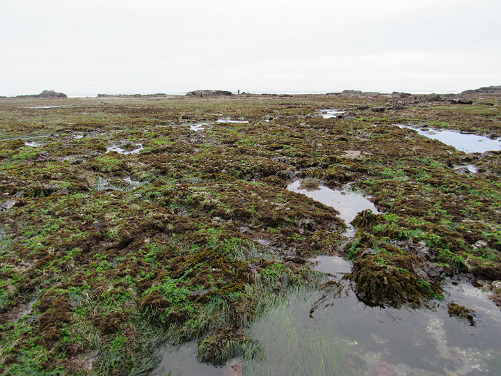 Tidal Pool